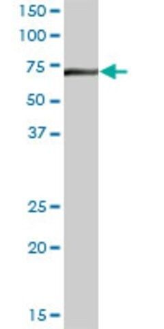 Anti-DARS2 antibody produced in mouse