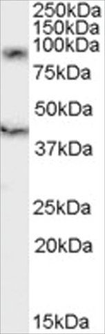 Anti-DAP10/HCST antibody produced in goat