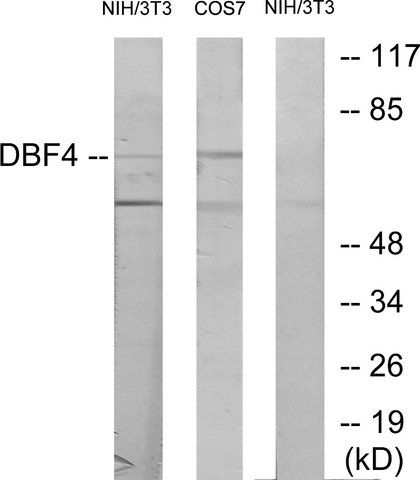 Anti-DBF4 antibody produced in rabbit