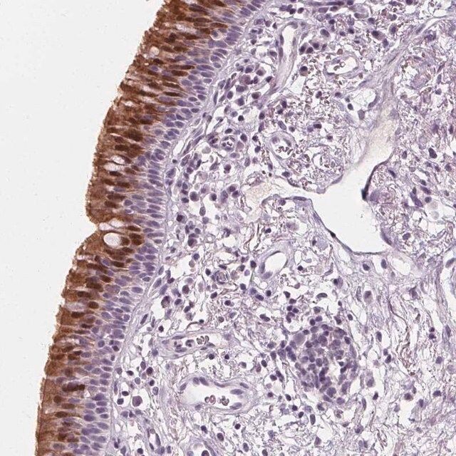 Anti-DBX2 antibody produced in rabbit