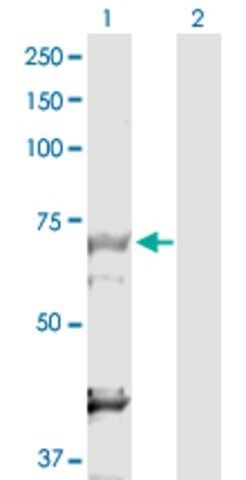 Anti-DBF4 antibody produced in rabbit