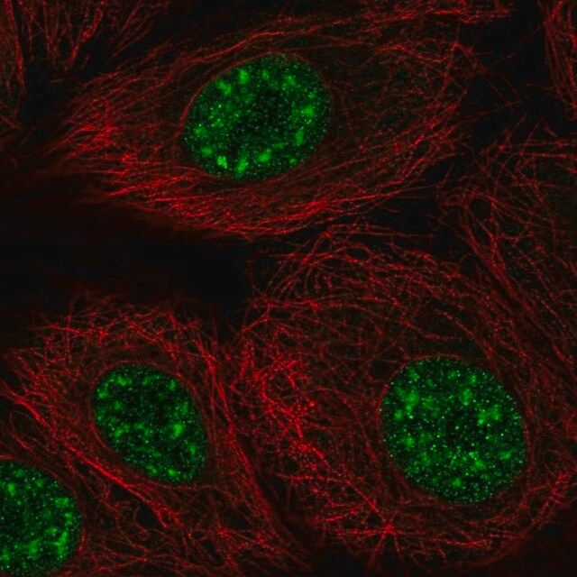 Anti-DAZAP2 antibody produced in rabbit