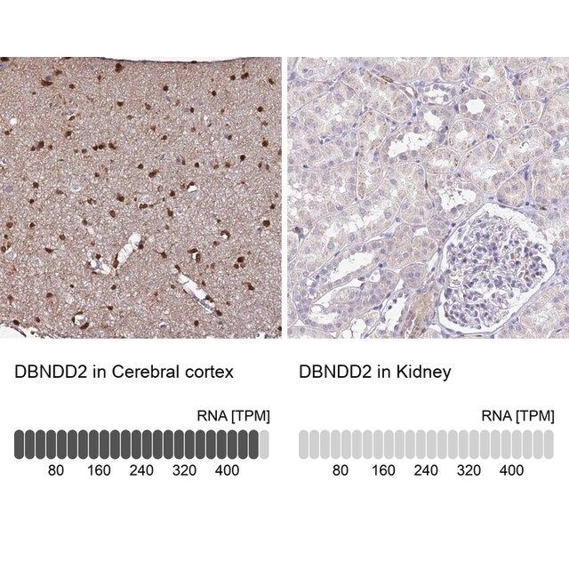 Anti-DBNDD2 antibody produced in rabbit