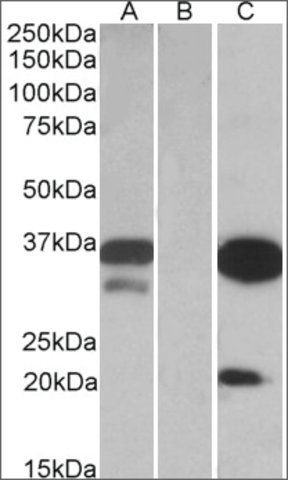 Anti-DAPP1 antibody produced in goat