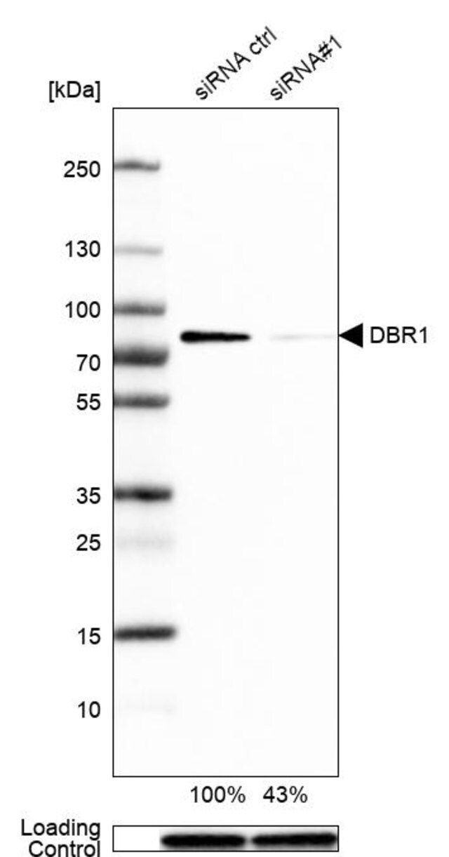 Anti-DBR1 antibody produced in rabbit