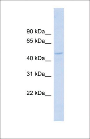 Anti-DBNL antibody produced in rabbit