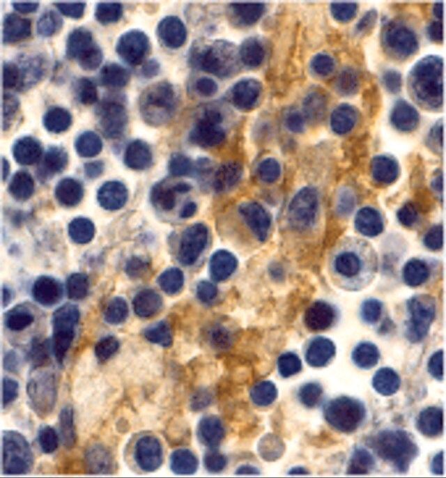 Anti-DC-SIGN antibody produced in rabbit