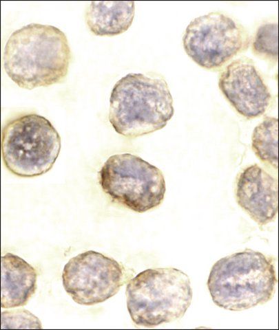 Anti-Daxx antibody produced in rabbit