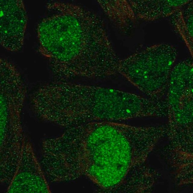 Anti-DBF4 antibody produced in rabbit