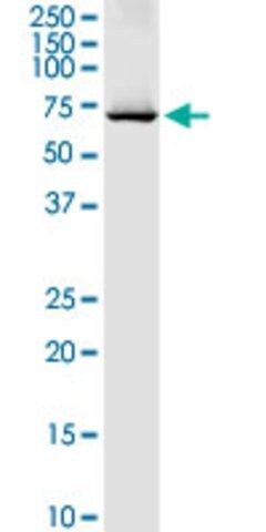 Anti-DARS2 antibody produced in rabbit