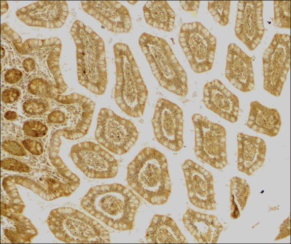 Anti-DC-SIGN (ab2) antibody produced in rabbit