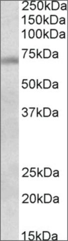 Anti-Dbf4 antibody produced in goat