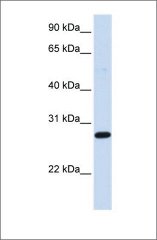 Anti-DCK (ab1) antibody produced in rabbit