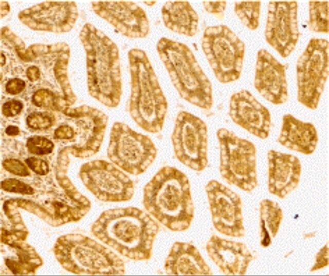 Anti-DC-SIGN antibody produced in rabbit