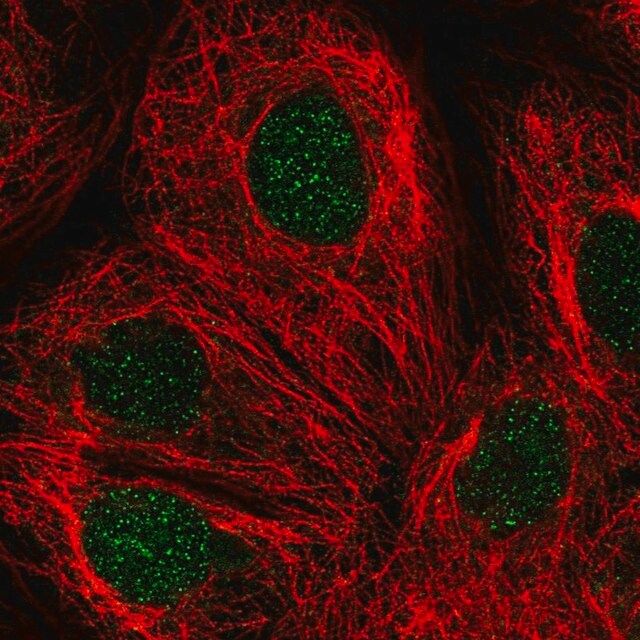 Anti-DCK antibody produced in rabbit