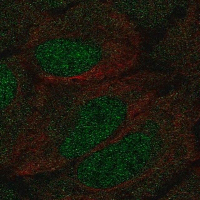 Anti-DCLK1 antibody produced in rabbit