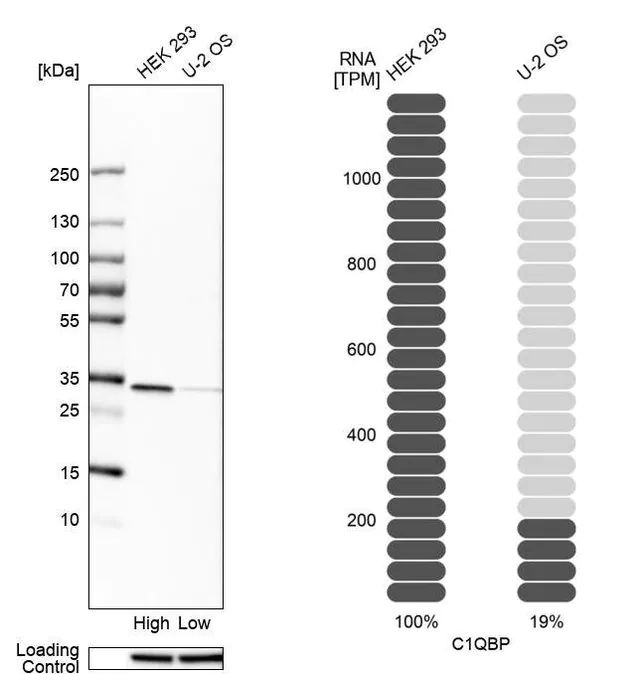 Anti-C1QBP antibody produced in rabbit