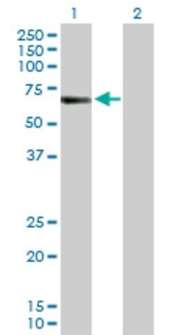 Anti-CREB5 antibody produced in rabbit