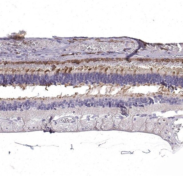 Anti-CRB1 antibody produced in rabbit