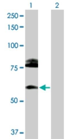 Anti-CREB3L1 antibody produced in rabbit