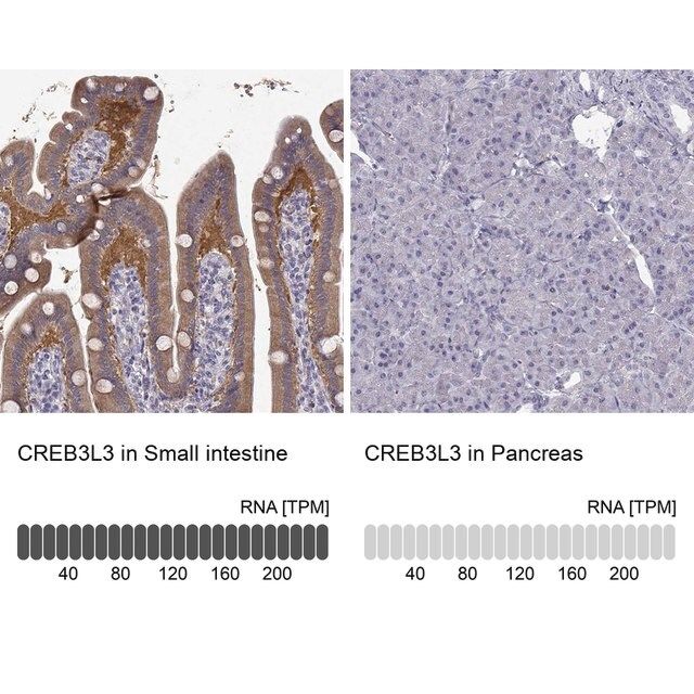 Anti-CREB3L3 antibody produced in rabbit