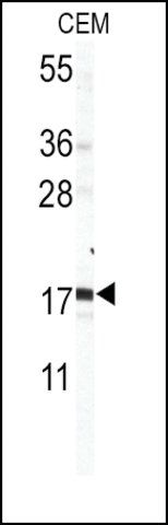 Anti-CREBL2 (N-term K27) antibody produced in rabbit