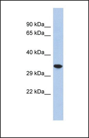 Anti-CREG2, (N-terminal) antibody produced in rabbit