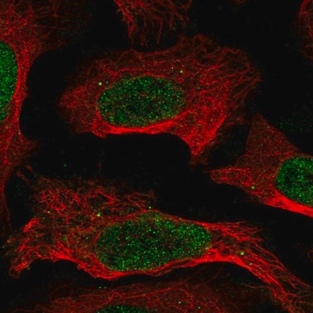 Anti-CREB5 antibody produced in rabbit