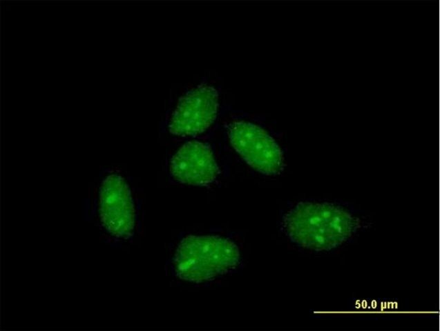 Anti-CRI1 antibody produced in mouse