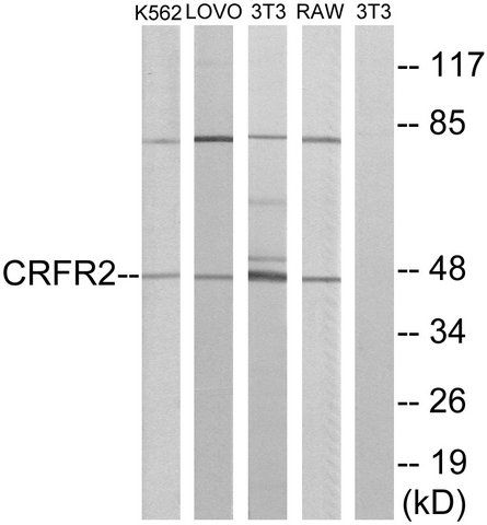 Anti-CRFR2 antibody produced in rabbit