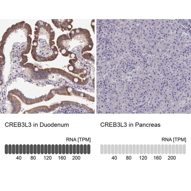 Anti-CREB3L3 antibody produced in rabbit