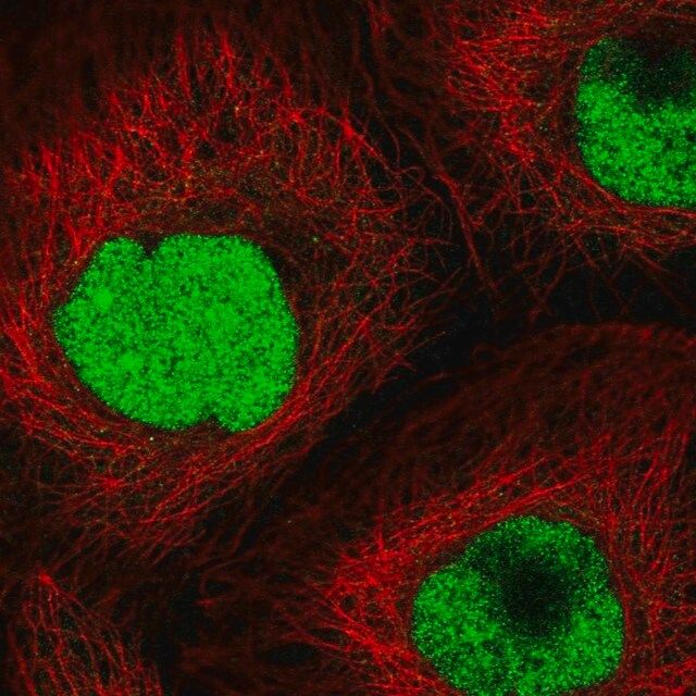 Anti-CRIPT antibody produced in rabbit