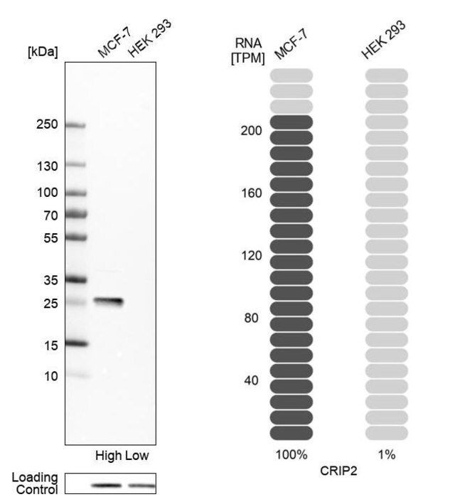 Anti-CRIP2 antibody produced in rabbit