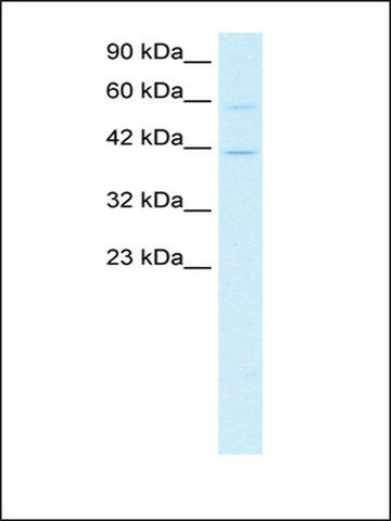 Anti-CREB5 antibody produced in rabbit