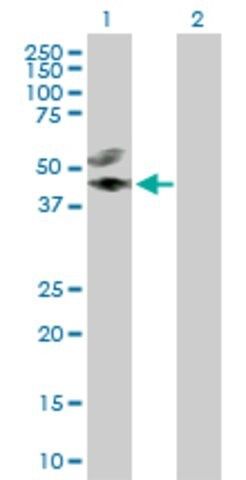 Anti-CREB3L4 antibody produced in rabbit