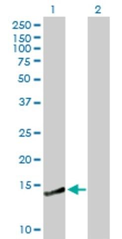 Anti-CREBL2 antibody produced in mouse