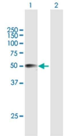 Anti-CRISPLD2 antibody produced in mouse