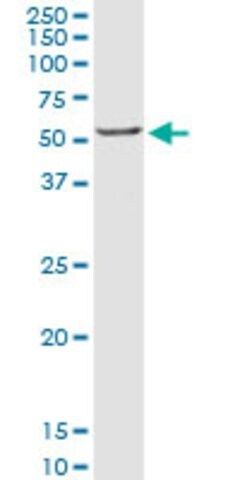 Anti-CRLF3 antibody produced in rabbit