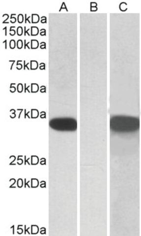 Anti-CRISP2 antibody produced in goat