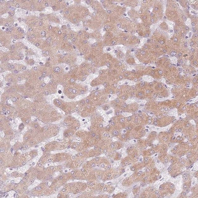 Anti-CRIPT antibody produced in rabbit