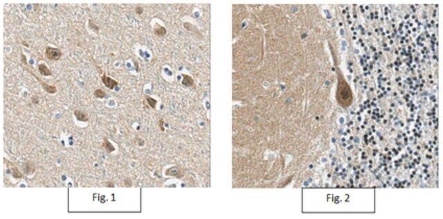 Anti-CRTC1 Antibody/TORC-1, clone 5F3.1