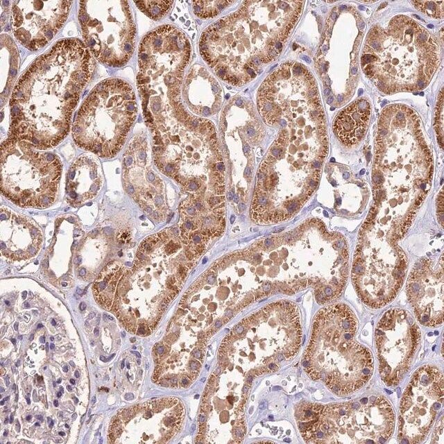 Anti-CRLF1 antibody produced in rabbit