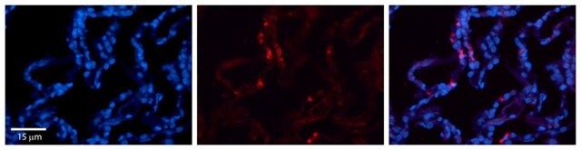 Anti-CRIP2 antibody produced in rabbit