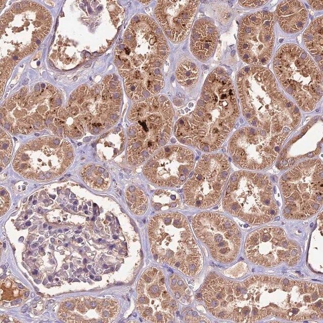 Anti-CRLF1 antibody produced in rabbit