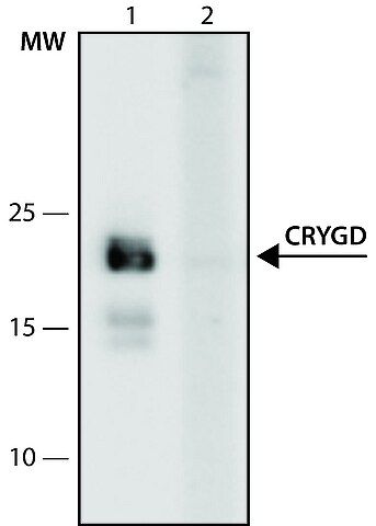 Anti-CRYGD (151-165) antibody produced in rabbit