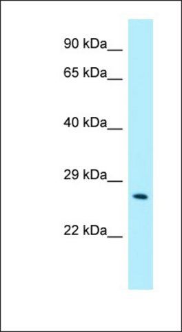 Anti-CRISP3 antibody produced in rabbit