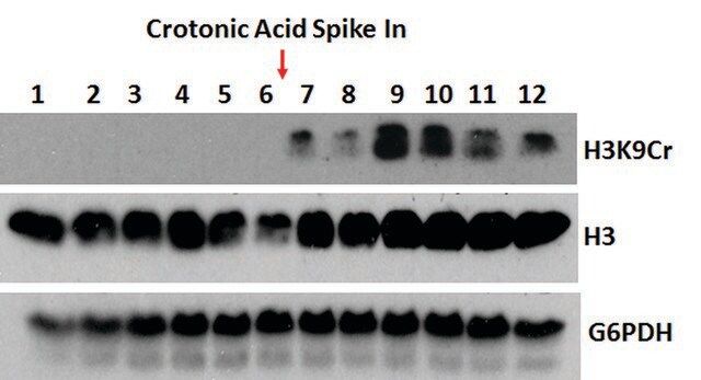 Anti-Crotonyl-Histone H3 (Lys9) antibody, Rabbit monoclonal