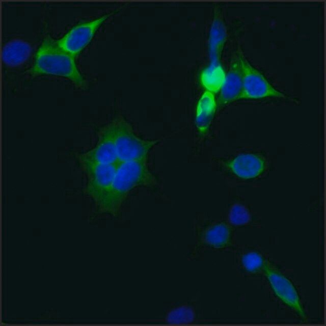 Anti-CRISPR/CAS9 -FITC antibody, Mouse monoclonal