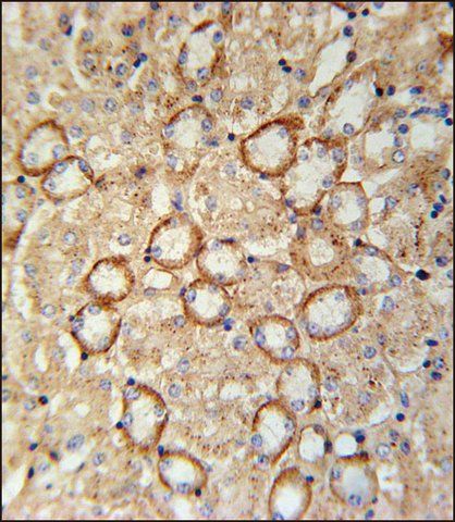 ANTI-CRUM2 (C-TERM) antibody produced in rabbit