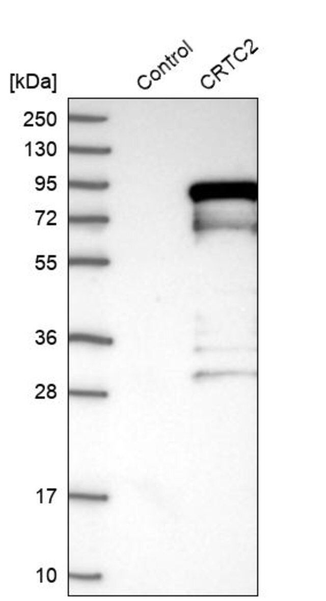 Anti-CRTC2 antibody produced in rabbit